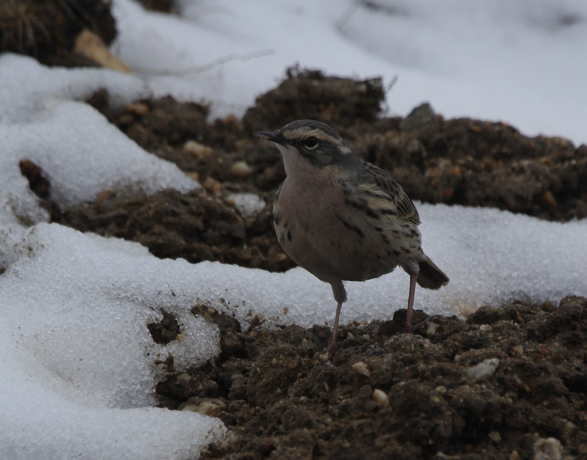 Rosy Pipit - ML160564031