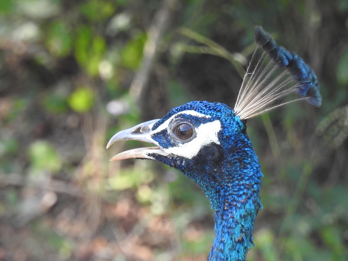 Indian Peafowl - Jason Armstrong