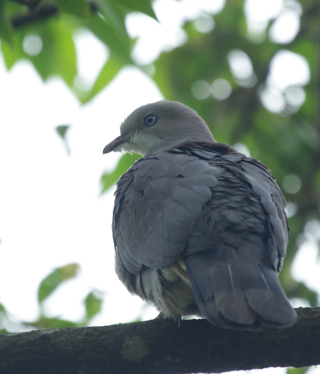 Mountain Imperial-Pigeon - ML160565881