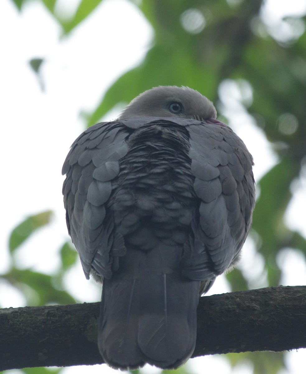 Mountain Imperial-Pigeon - Vyom Vyas