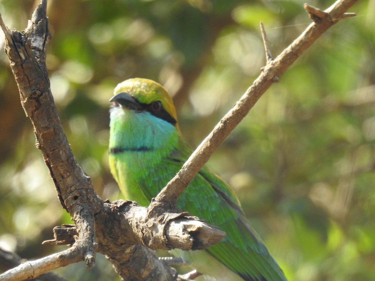 Asian Green Bee-eater - ML160565961