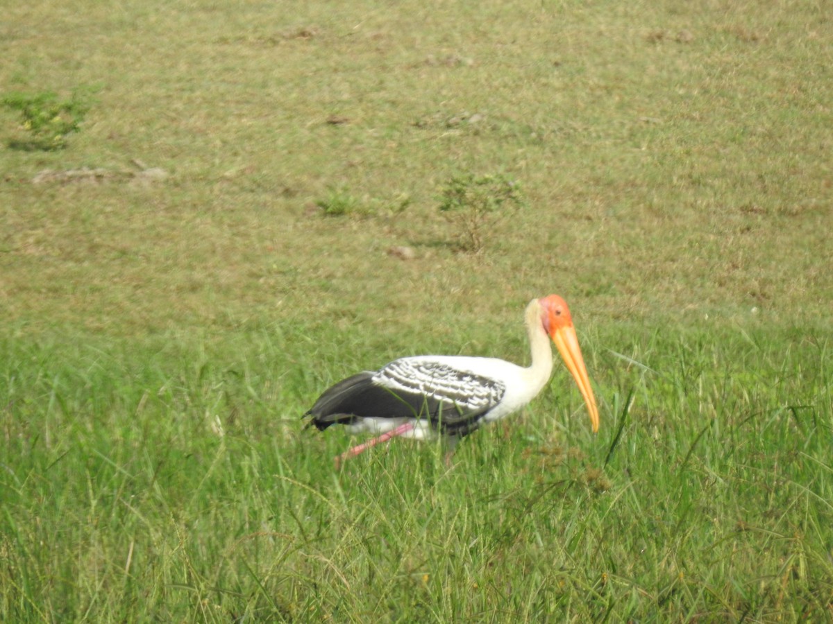 Painted Stork - Jason Armstrong