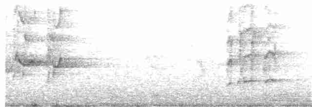 rosenhodet dvergpapegøye - ML160566891