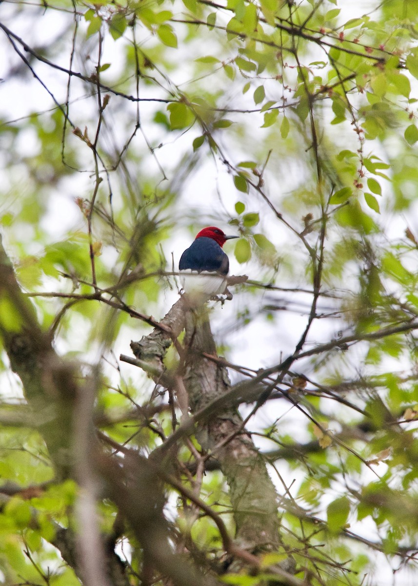 Red-headed Woodpecker - Jon Cefus