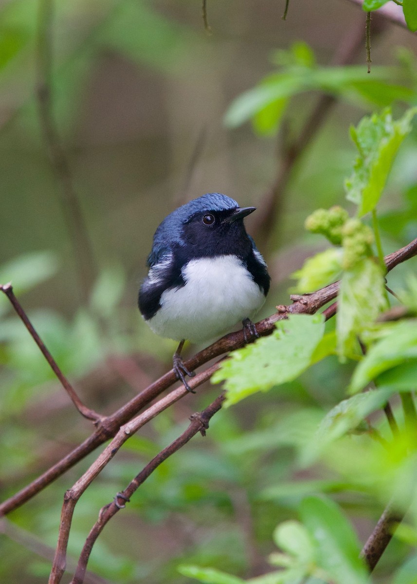 Black-throated Blue Warbler - Jon Cefus