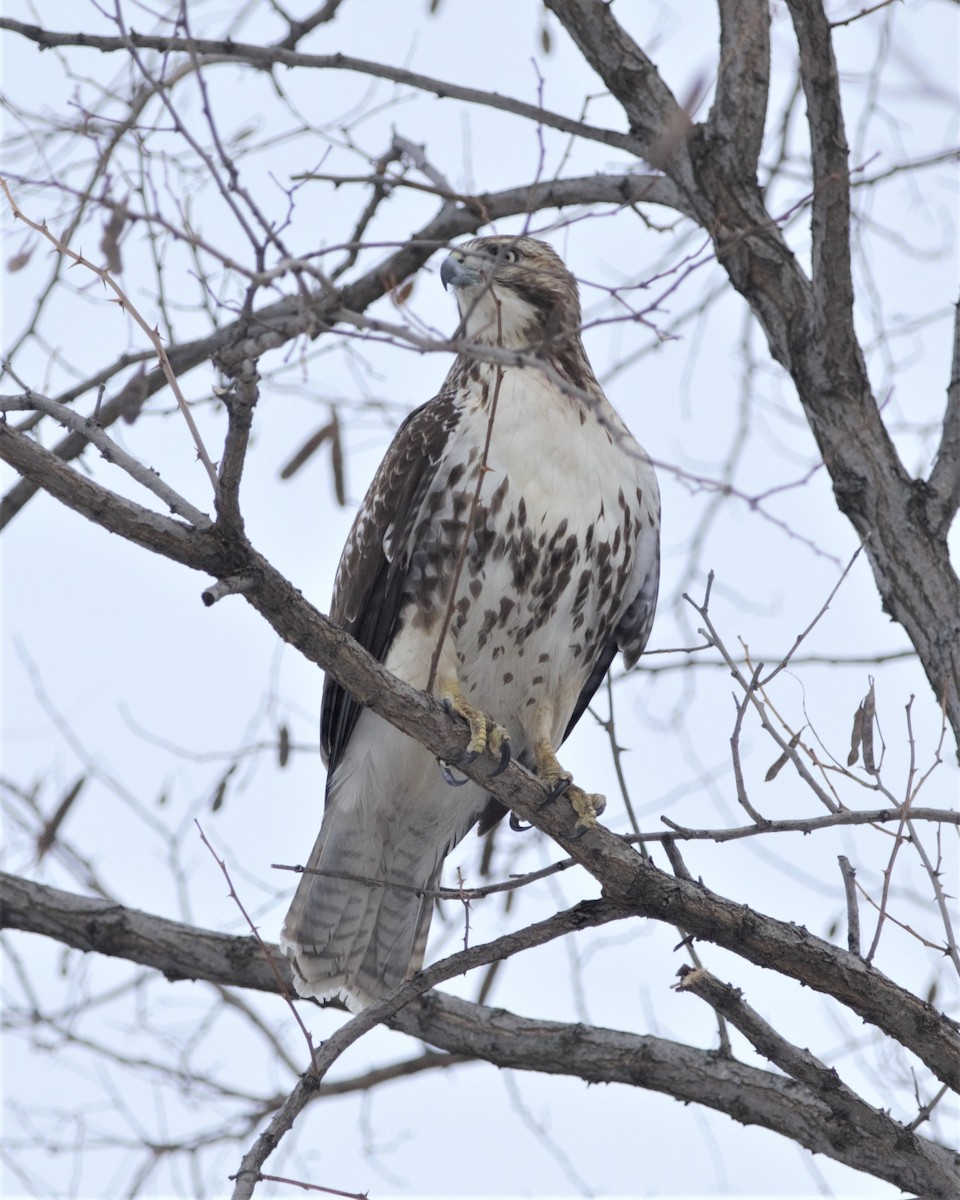 Red-tailed Hawk - ML160576271