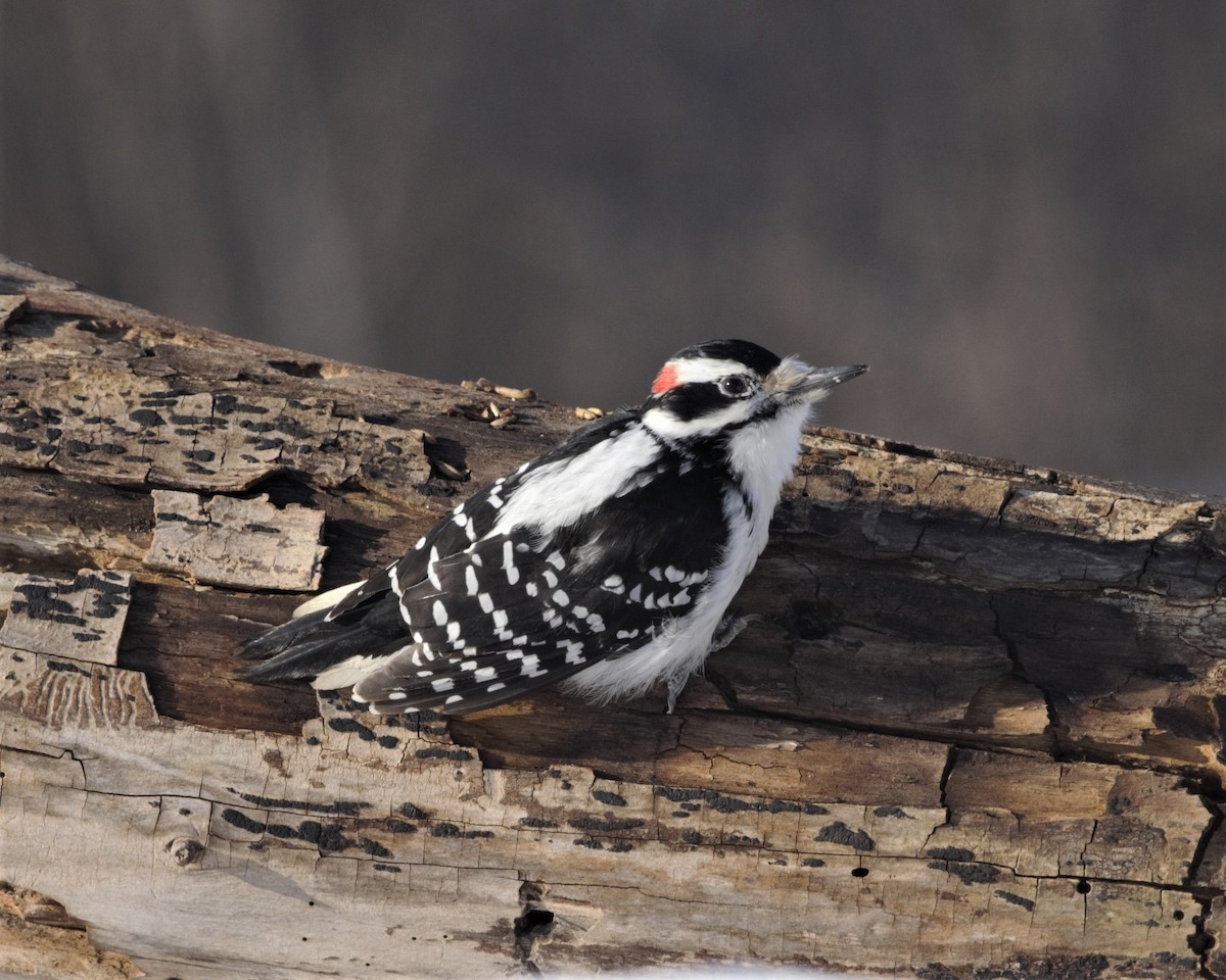 Hairy Woodpecker (Eastern) - ML160577081