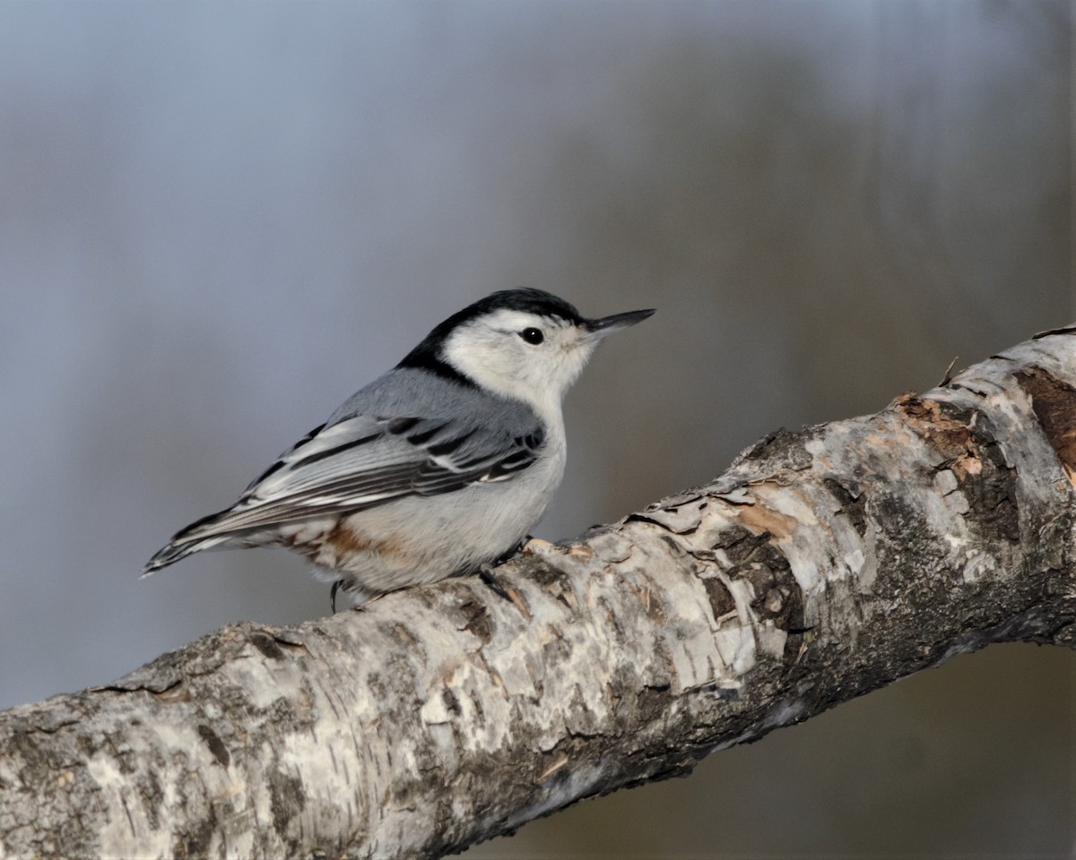 White-breasted Nuthatch (Eastern) - ML160577171