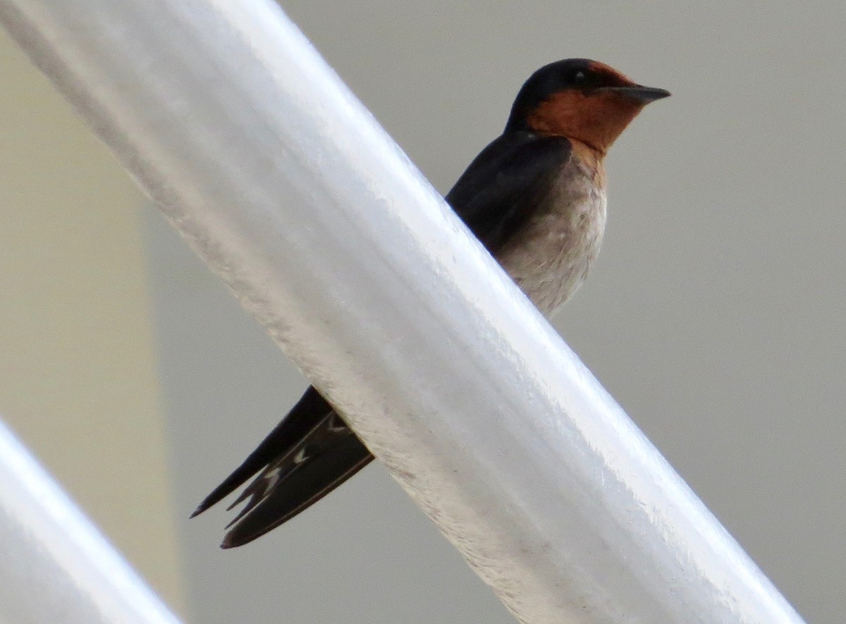 Pacific Swallow - Martin Kennewell