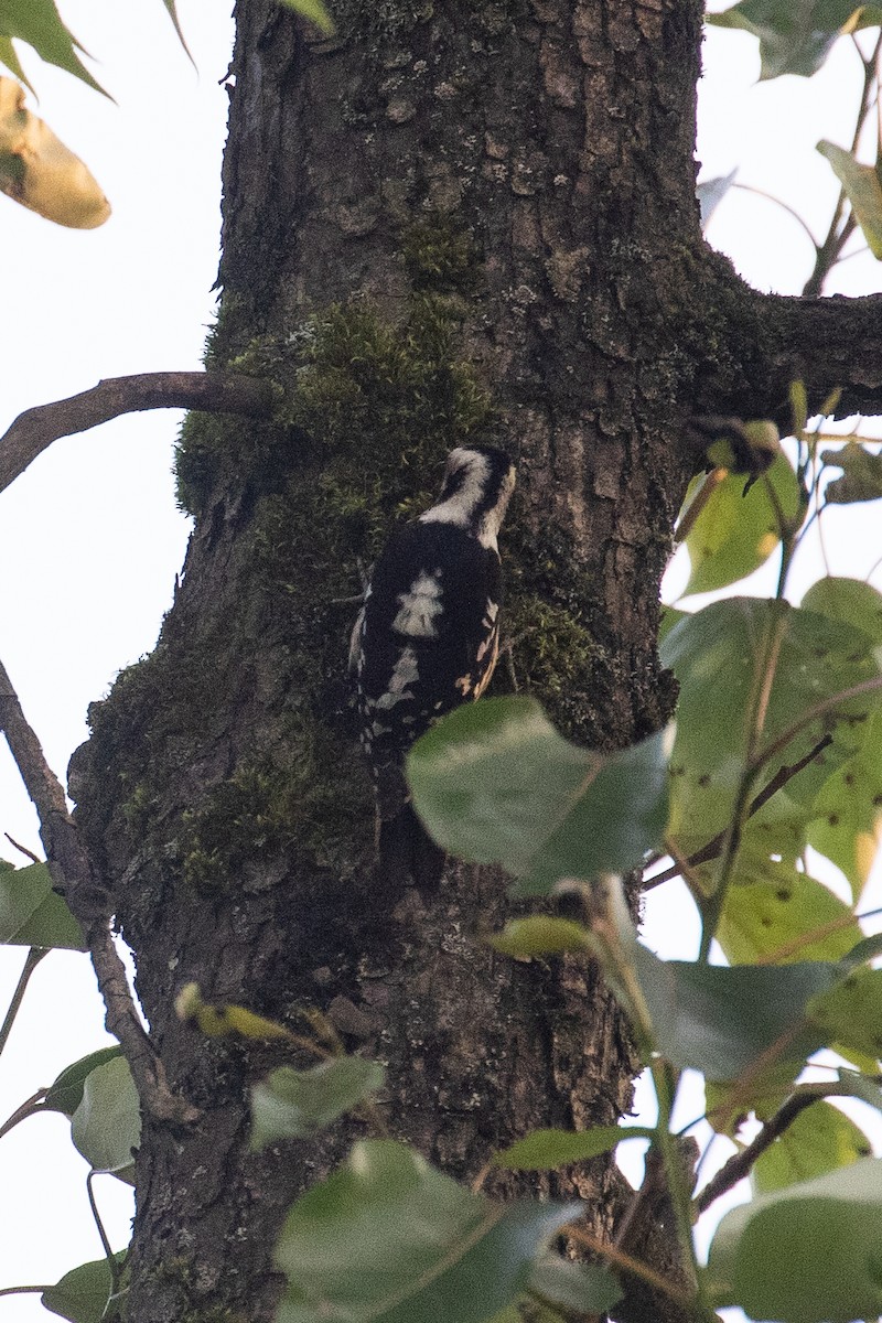 Gray-capped Pygmy Woodpecker - ML160580501