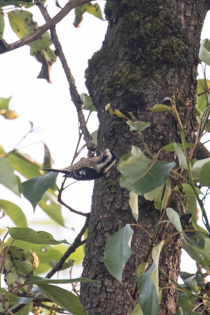 Gray-capped Pygmy Woodpecker - ML160580531