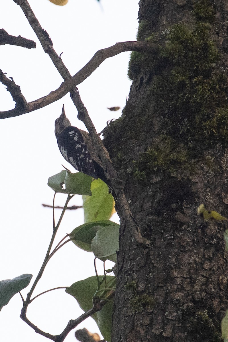 Gray-capped Pygmy Woodpecker - ML160580541