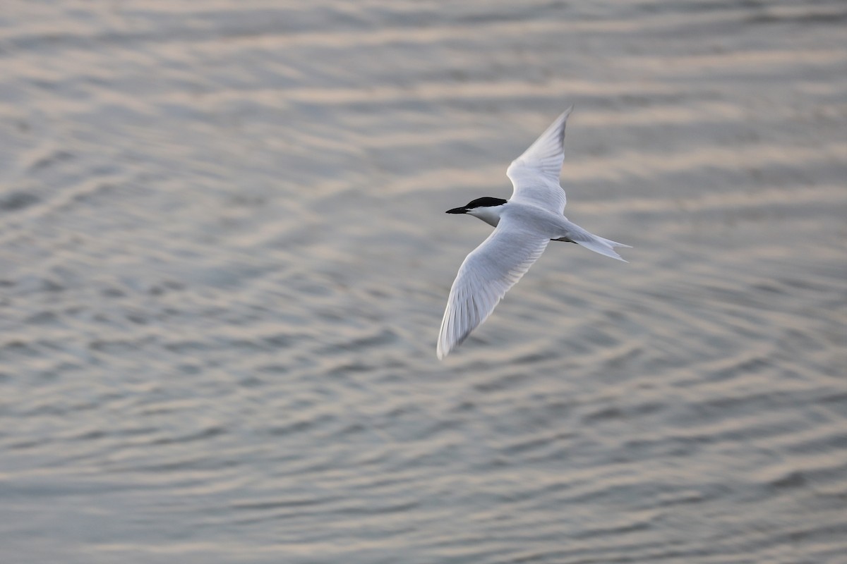 Gull-billed Tern - Nick Newberry