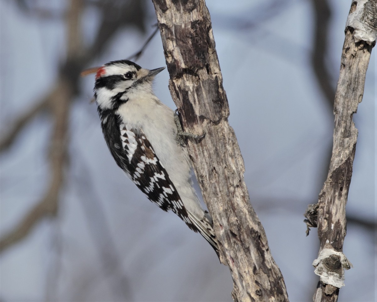 Downy Woodpecker (Eastern) - ML160583811