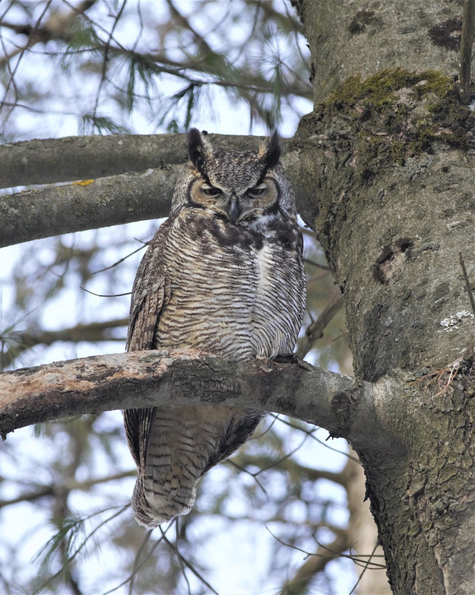 Great Horned Owl - ML160584911