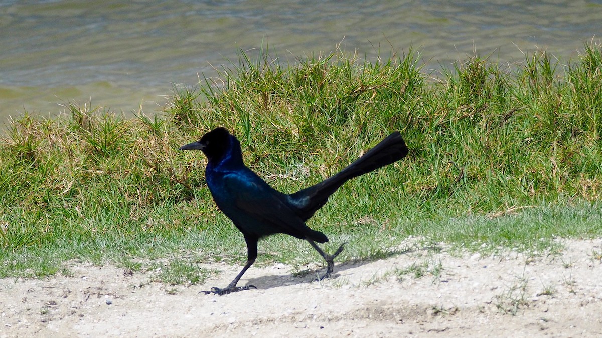 Boat-tailed Grackle - ML160589711