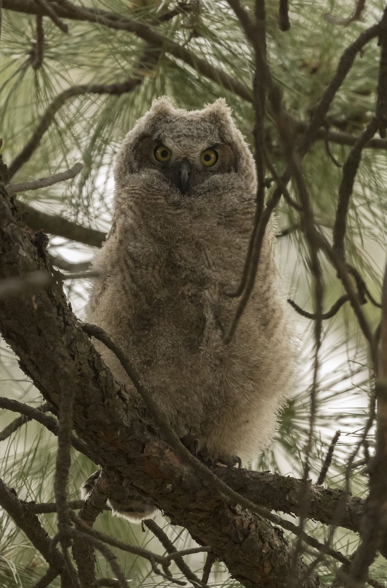 Great Horned Owl - ML160590271
