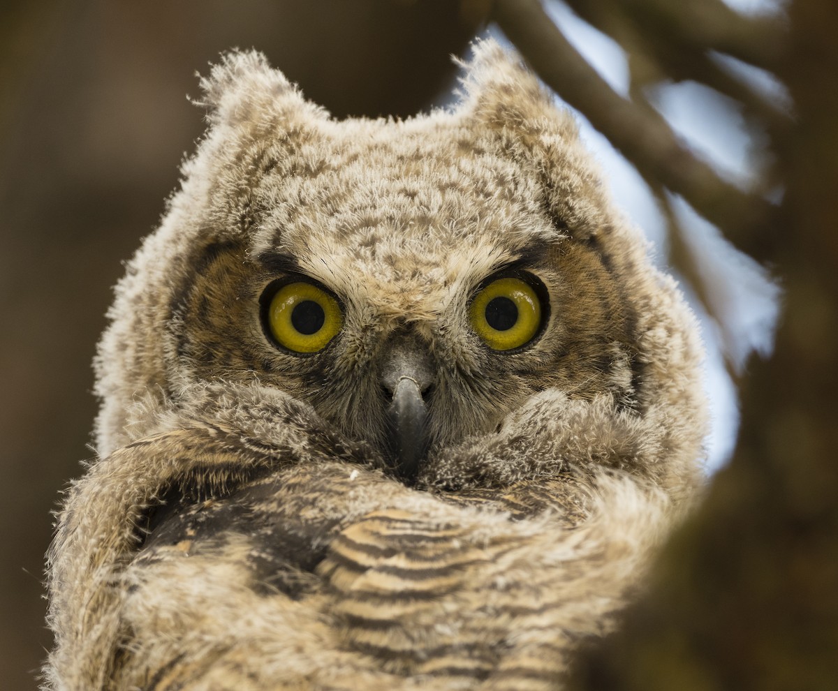 Great Horned Owl - ML160590321
