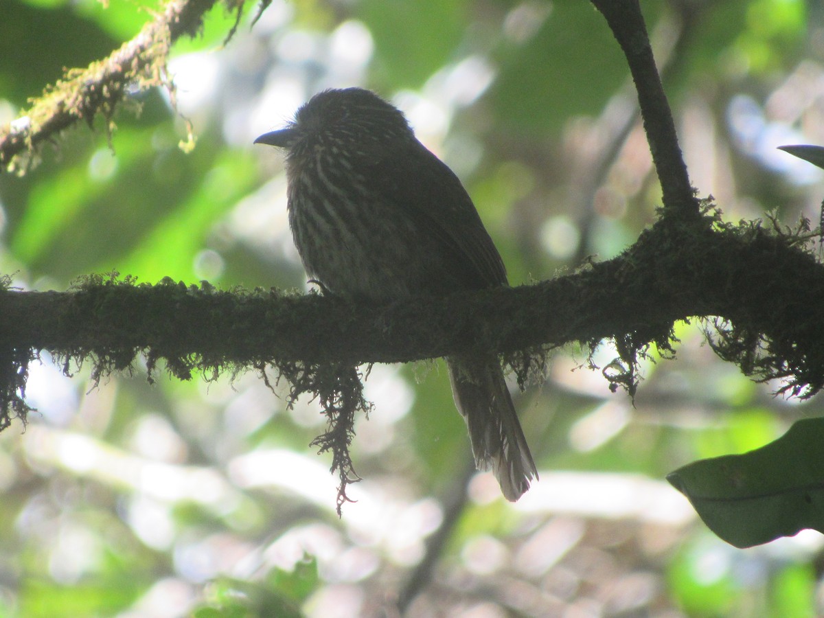 Black-streaked Puffbird - Edgar Carlos  Chuquilin Silva