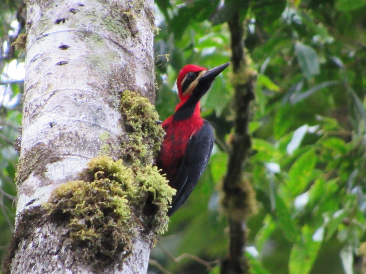 Crimson-bellied Woodpecker - Edgar Carlos  Chuquilin Silva