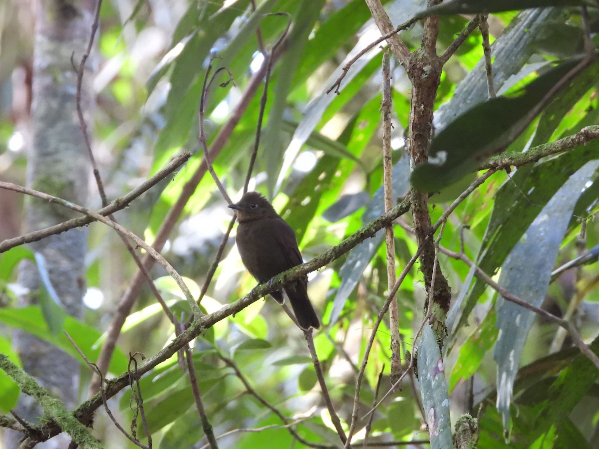 Brown-winged Schiffornis - ML160591751