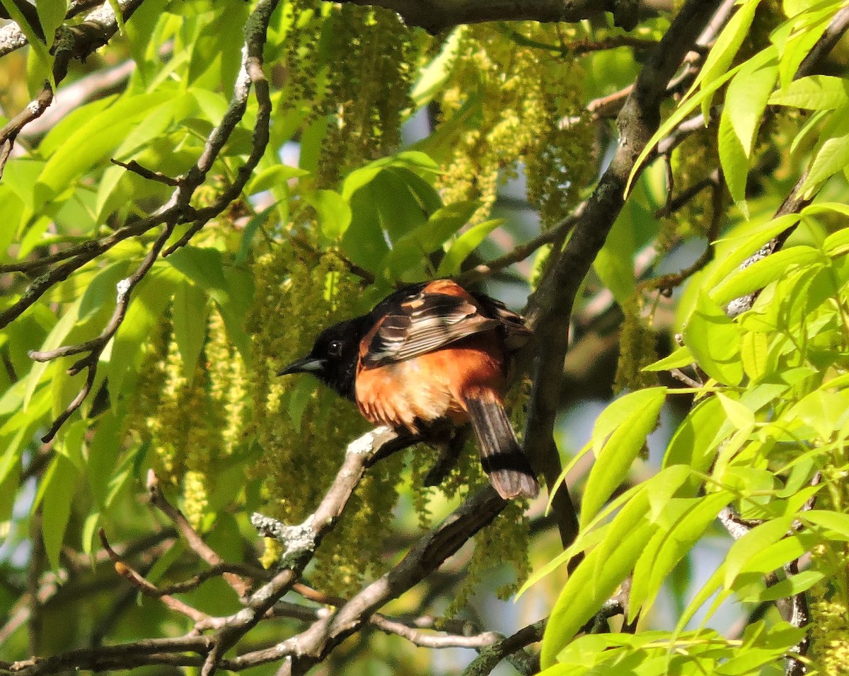 Orchard Oriole - ML160595071