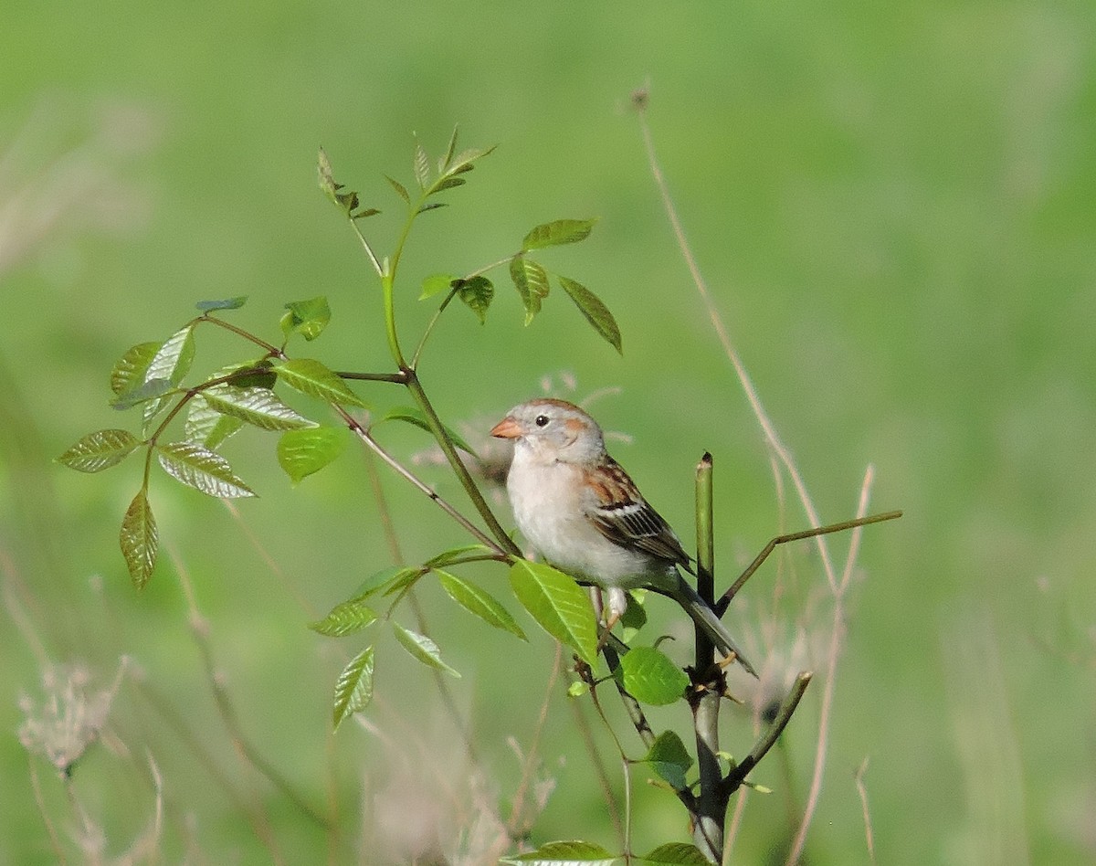Field Sparrow - ML160597031