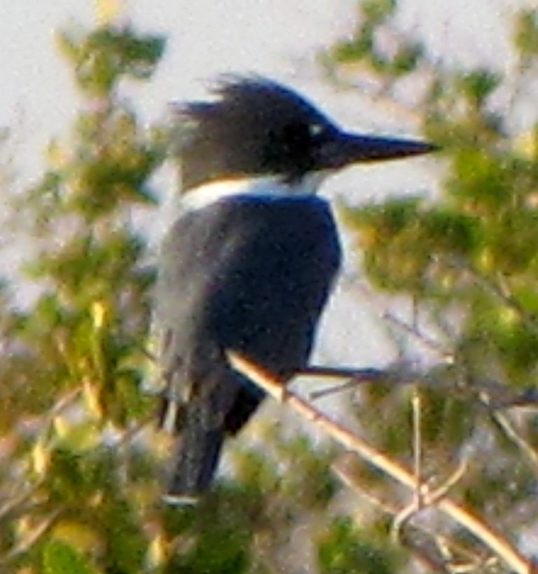Belted Kingfisher - ML160598391