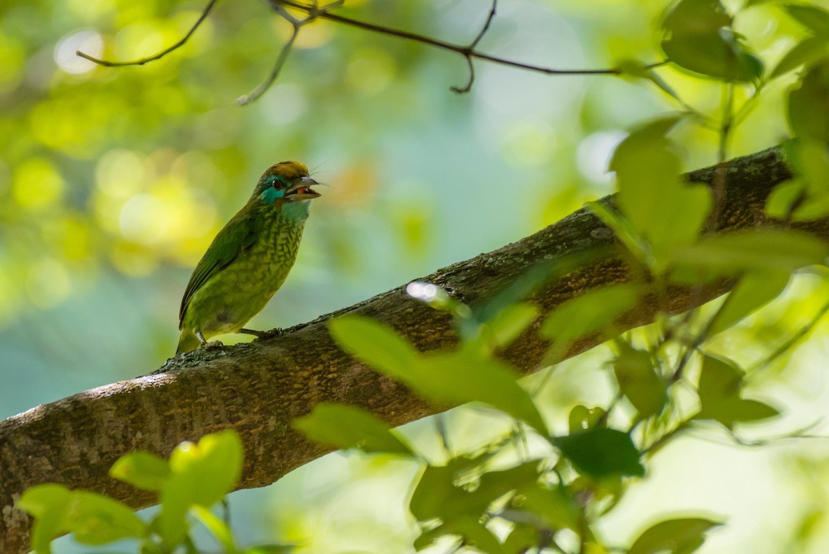Yellow-fronted Barbet - ML160599421