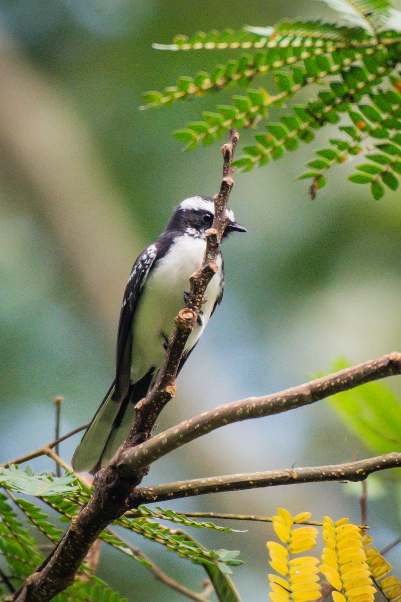 White-browed Fantail - ML160599511