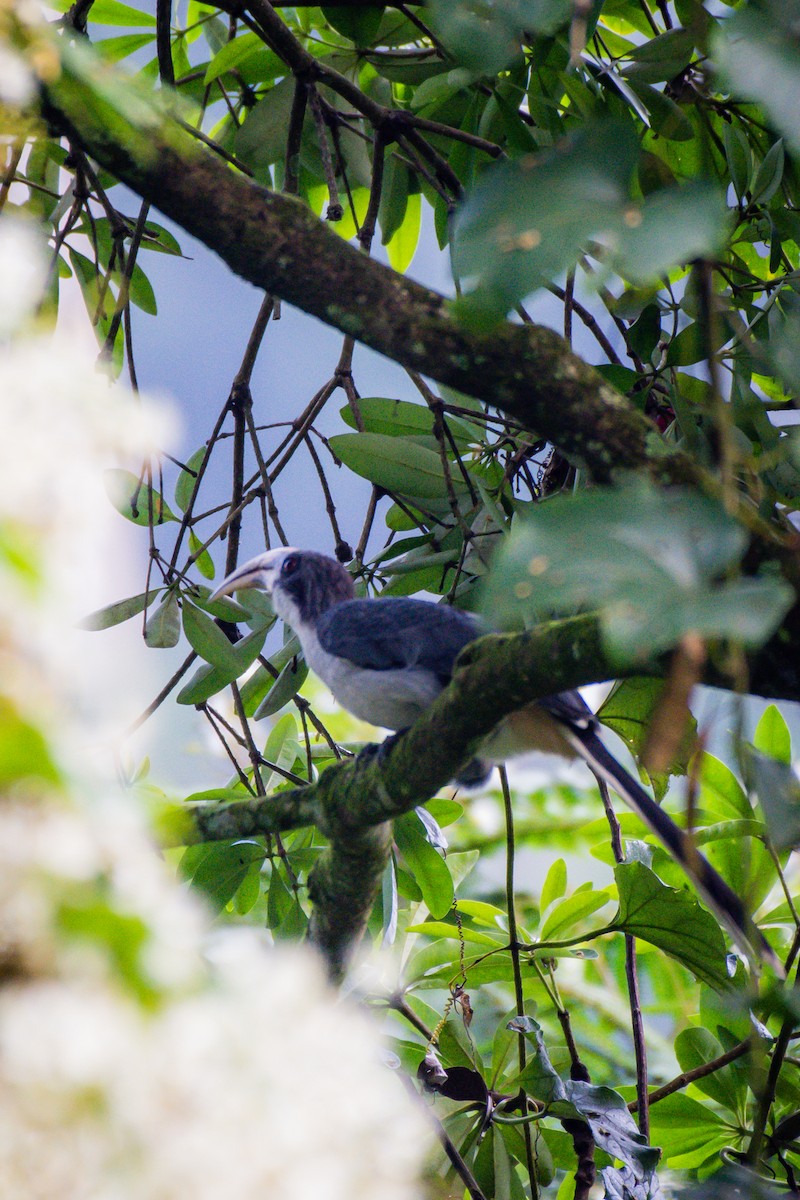 Sri Lanka Gray Hornbill - ML160599581