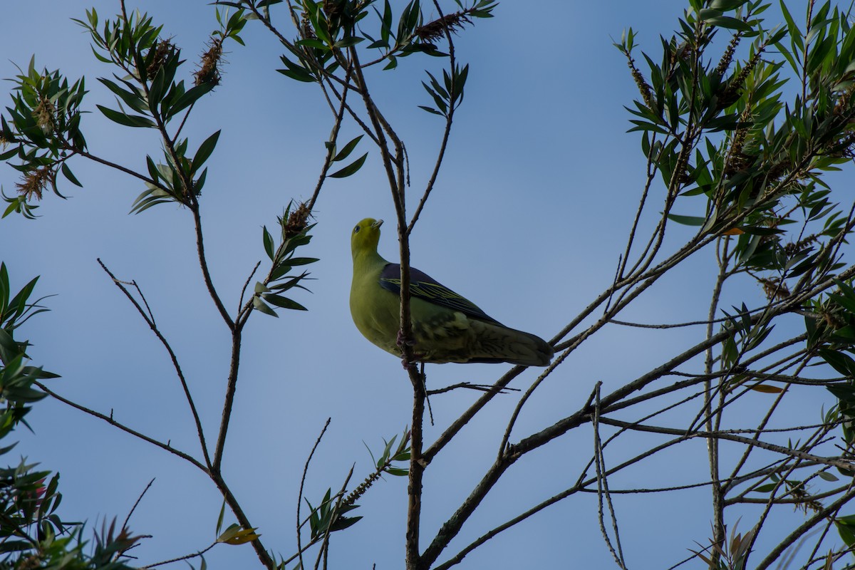 Sri Lanka Green-Pigeon - ML160601001