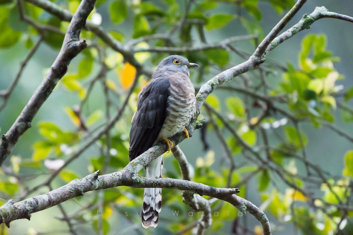 Common Hawk-Cuckoo - ML160601091