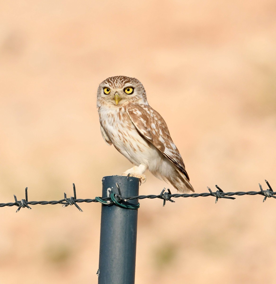 Little Owl - Huw Roberts