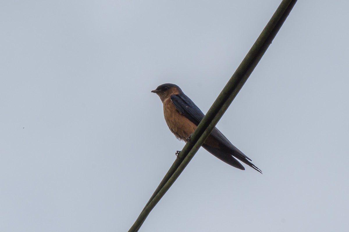 Sri Lanka Swallow - ML160602951