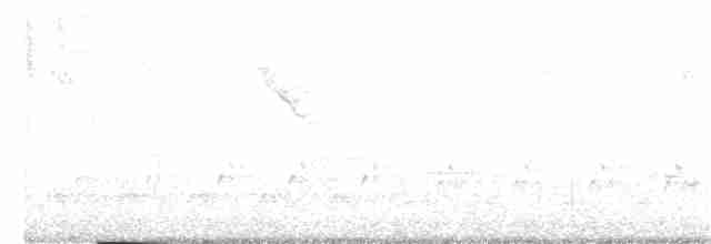 lesňáček černobílý - ML160604961