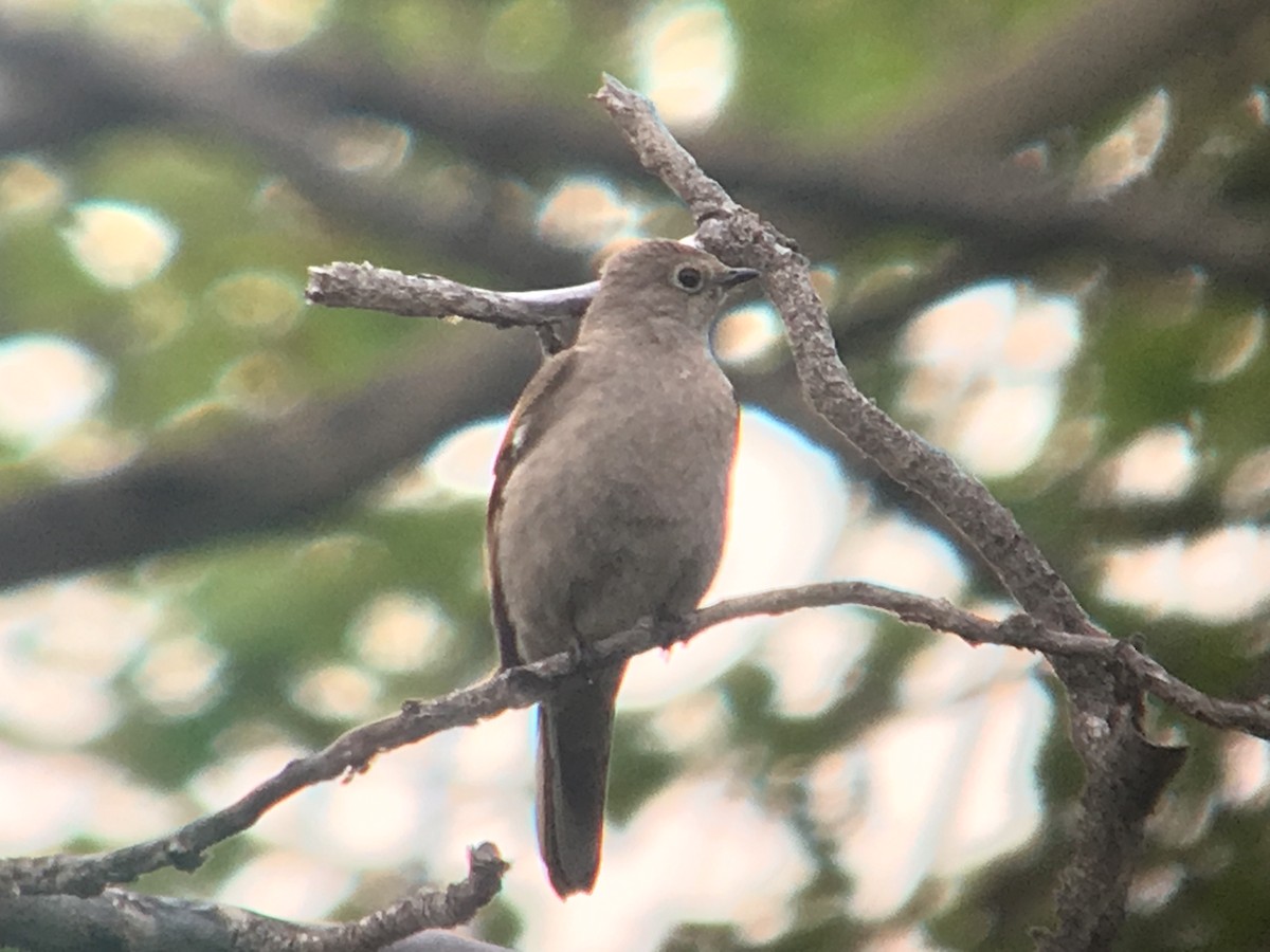 Townsend's Solitaire - ML160610371
