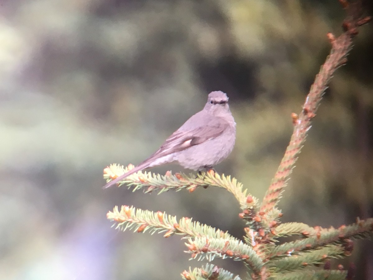 Townsend's Solitaire - ML160610381