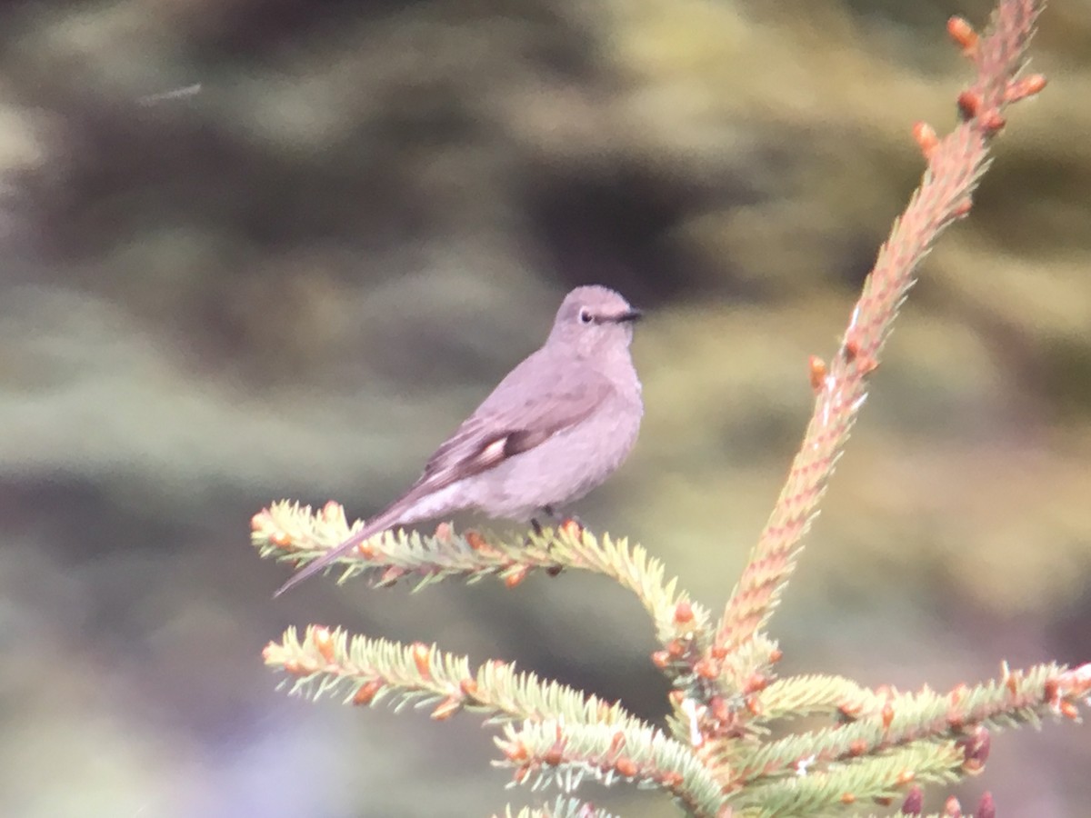 Townsend's Solitaire - ML160610391