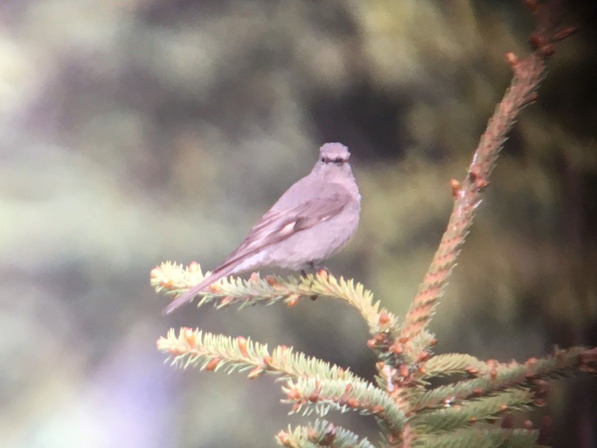 Townsend's Solitaire - ML160610401