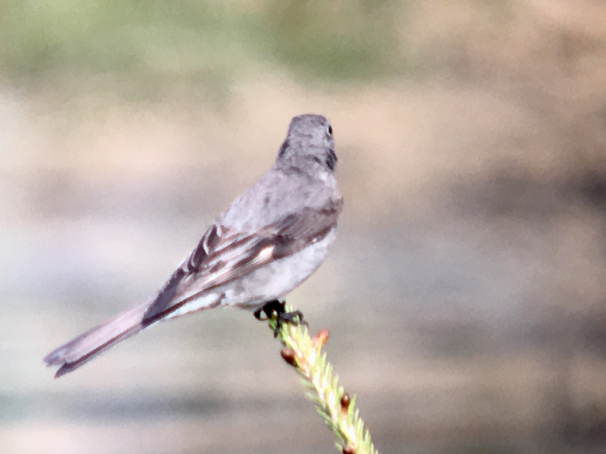 Townsend's Solitaire - ML160610421