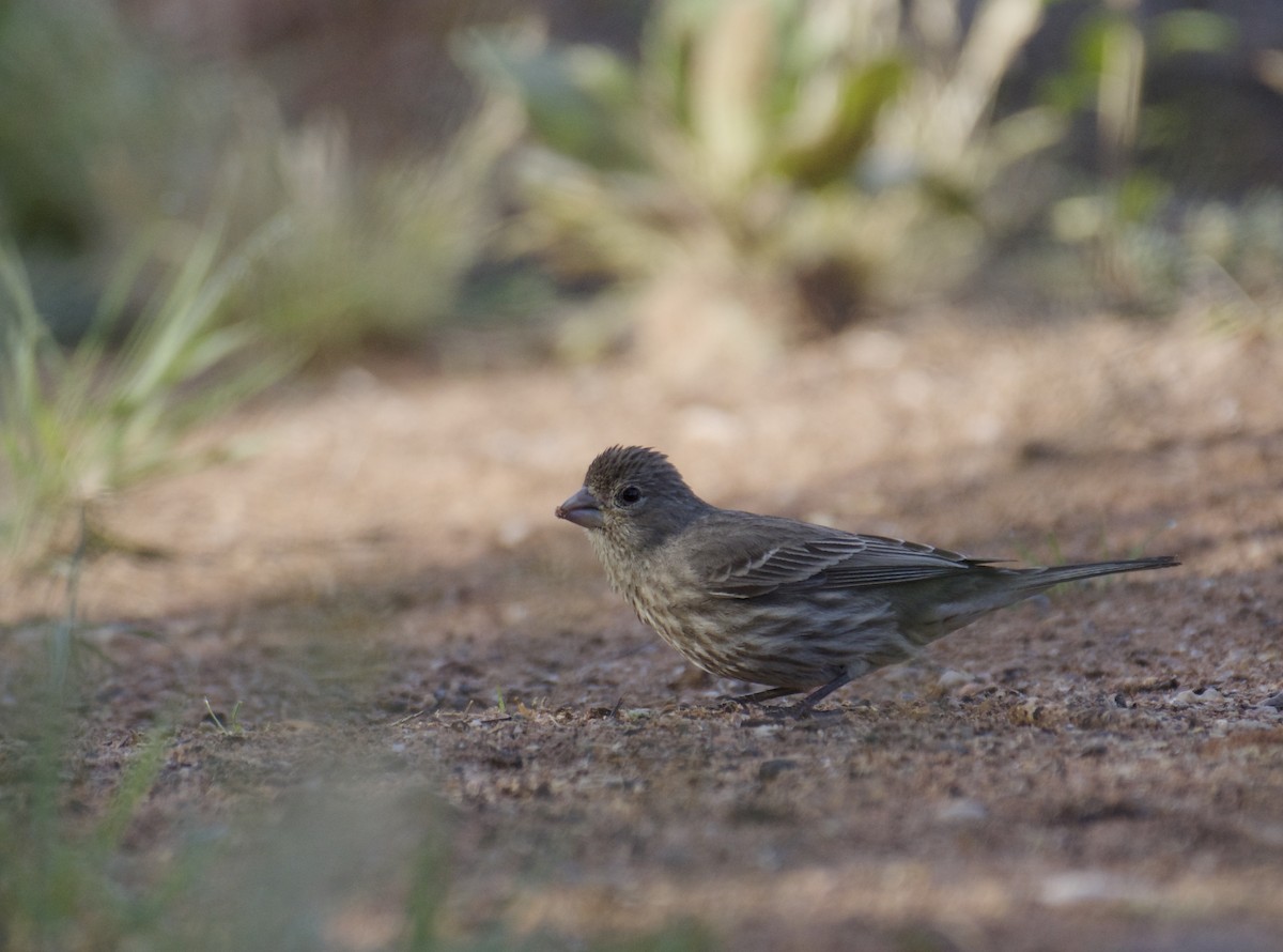 House Finch (Common) - ML160613531