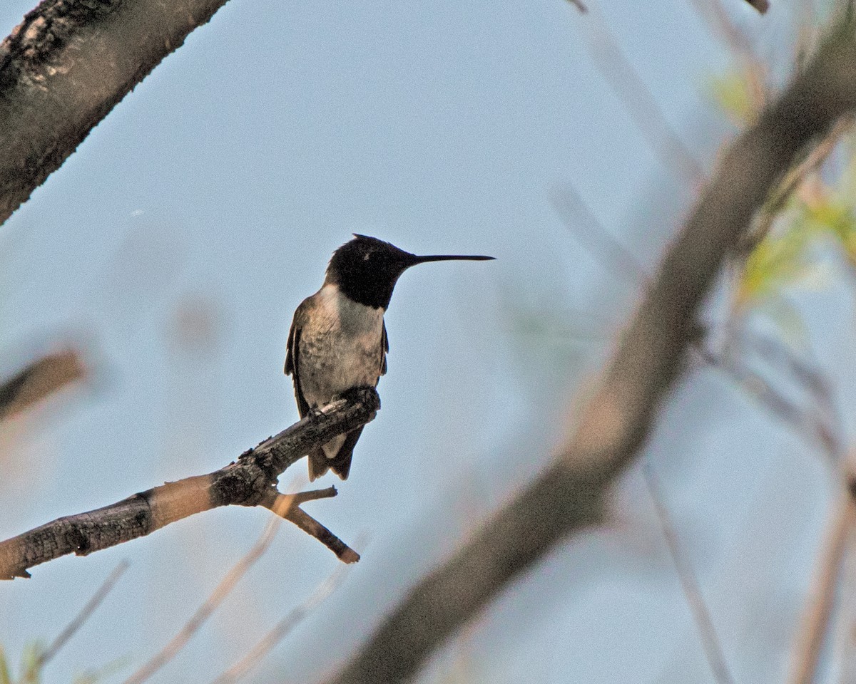 Black-chinned Hummingbird - Marvin Elliott