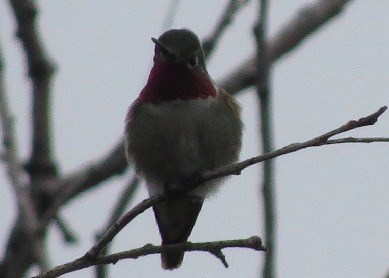 Broad-tailed Hummingbird - ML160615781