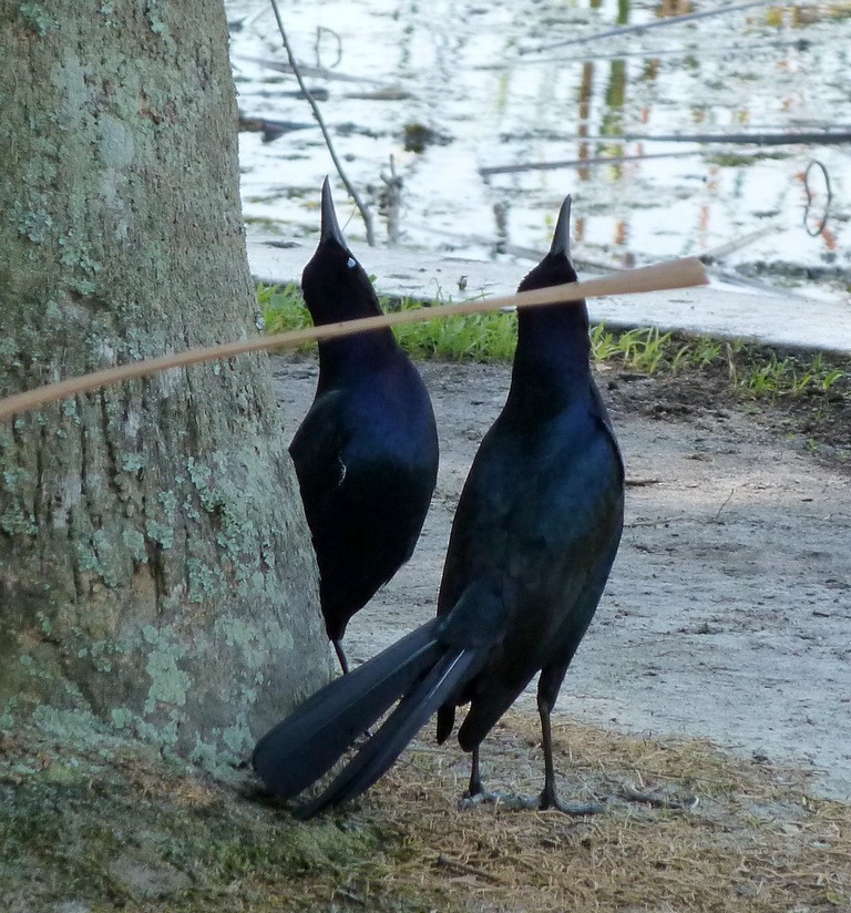 Boat-tailed Grackle - ML160618131