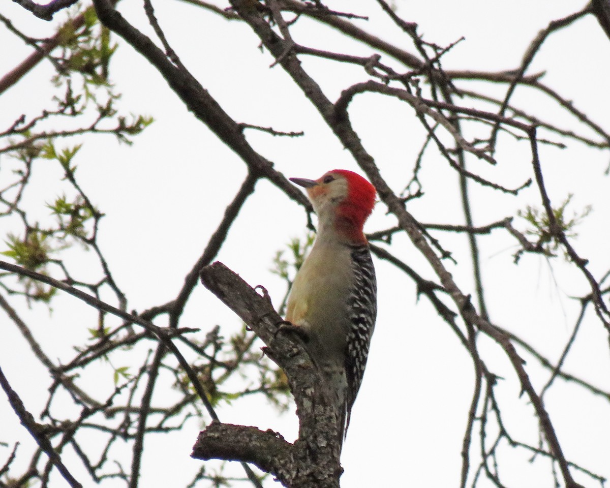 Red-bellied Woodpecker - ML160619401