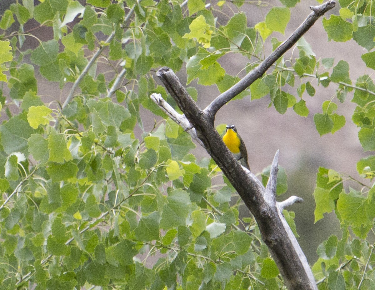 Yellow-breasted Chat - ML160626811