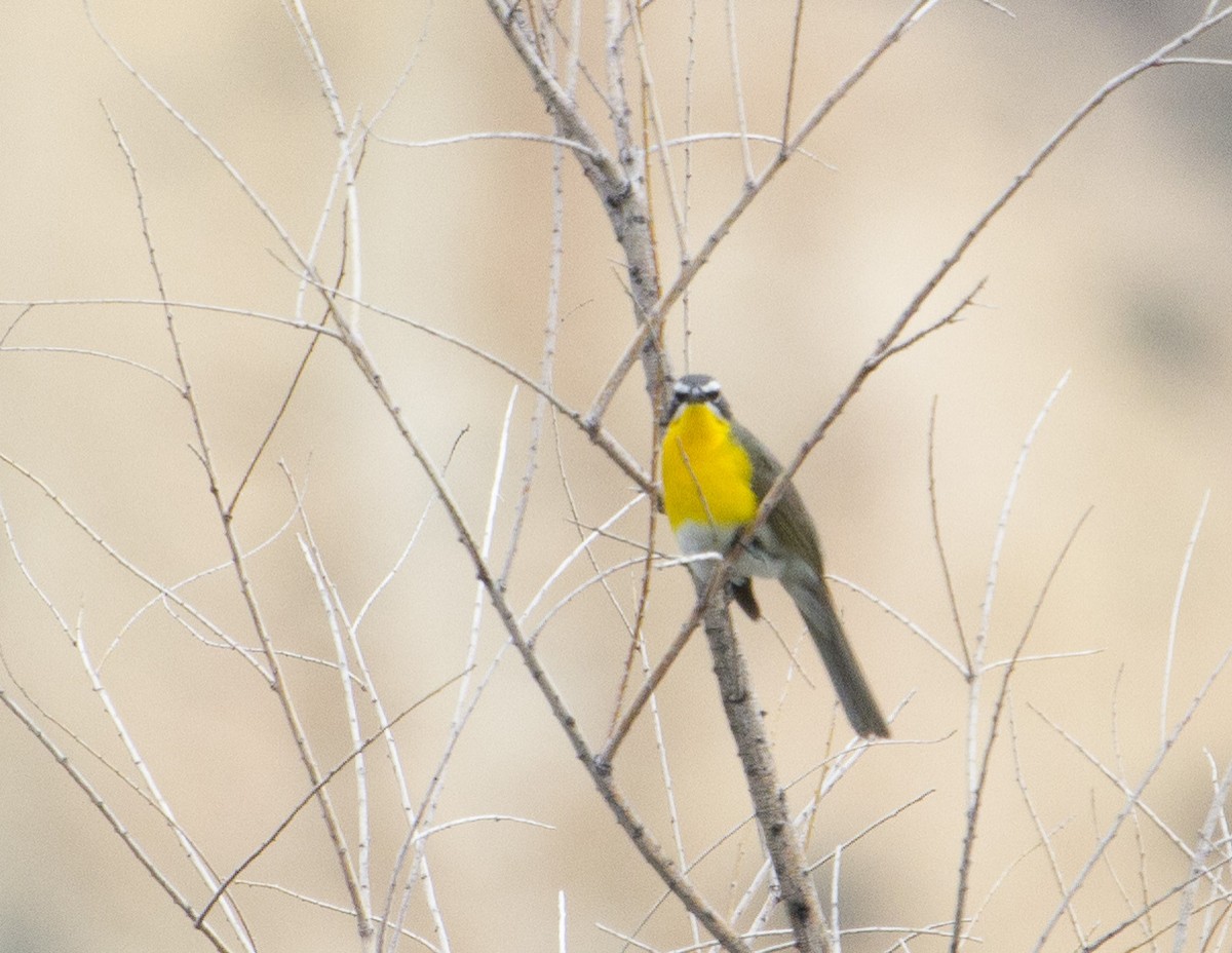 Yellow-breasted Chat - Jan Allen