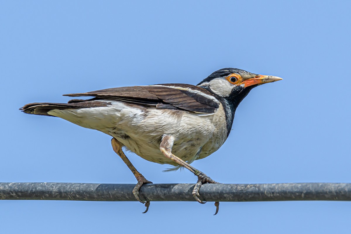 Indian Pied Starling - ML160631031