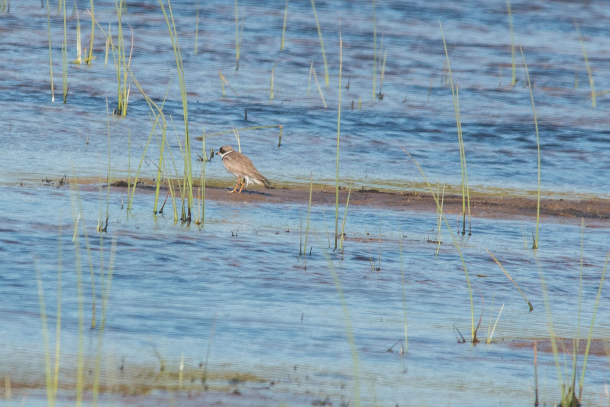 Semipalmated Plover - ML160631461